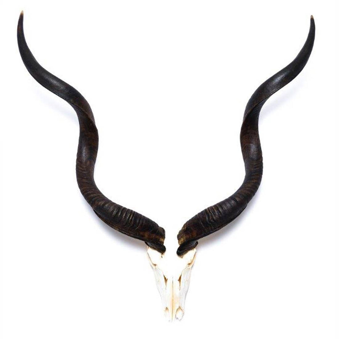 African Natural Kudu Horn - Full Skull