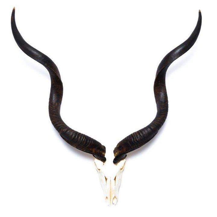 African Natural Kudu Horn - Full Skull