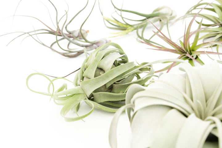 Jumbo Tillandsia Air Plant Assortment