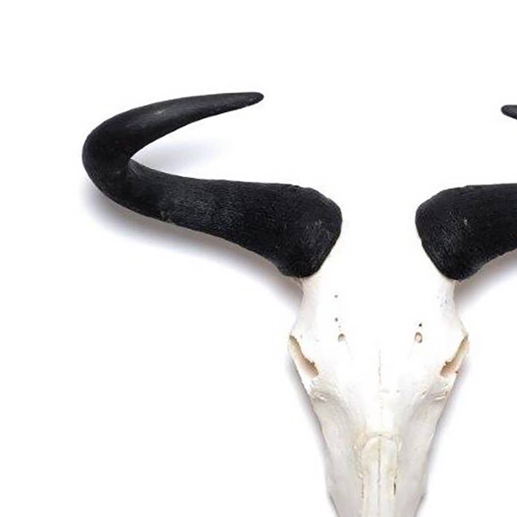 African Natural Wildebeest Horn - Full Skull