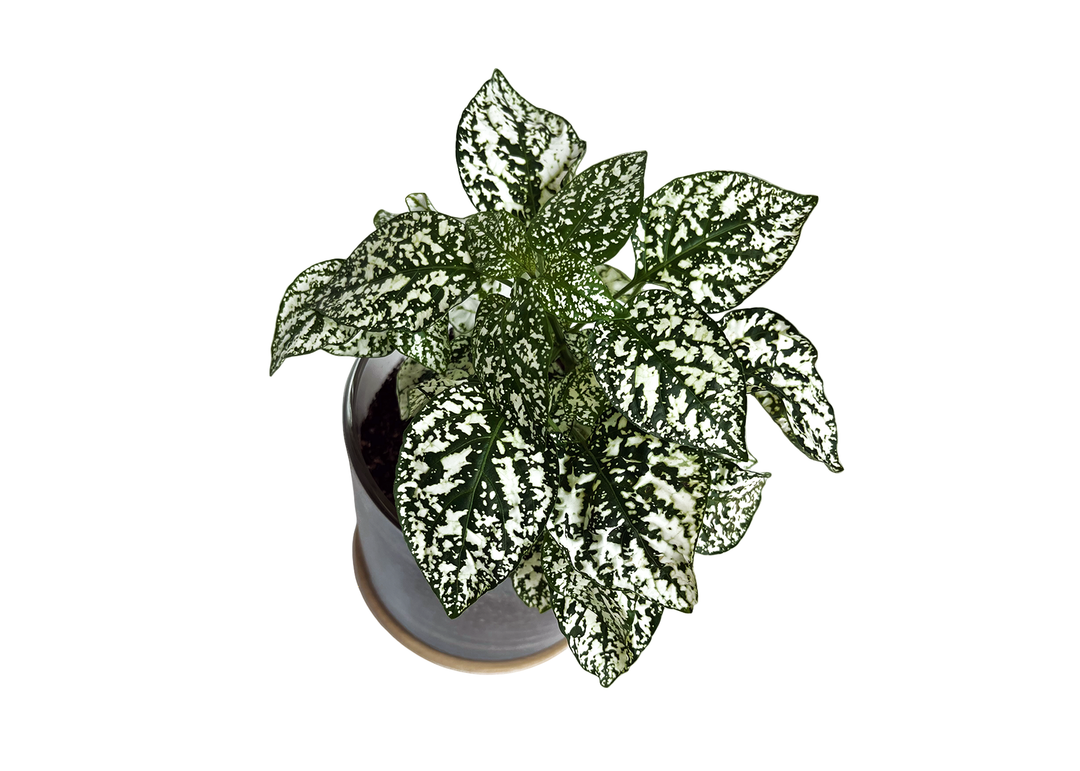 Houseplant Collection | First Snow | Polka Dot Plant