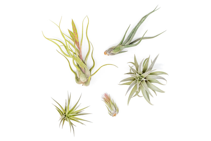 The Tough Stuff Collection of Tillandsia Air Plants