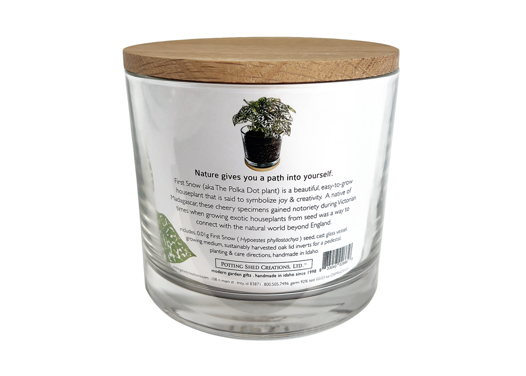 Houseplant Collection | First Snow | Polka Dot Plant