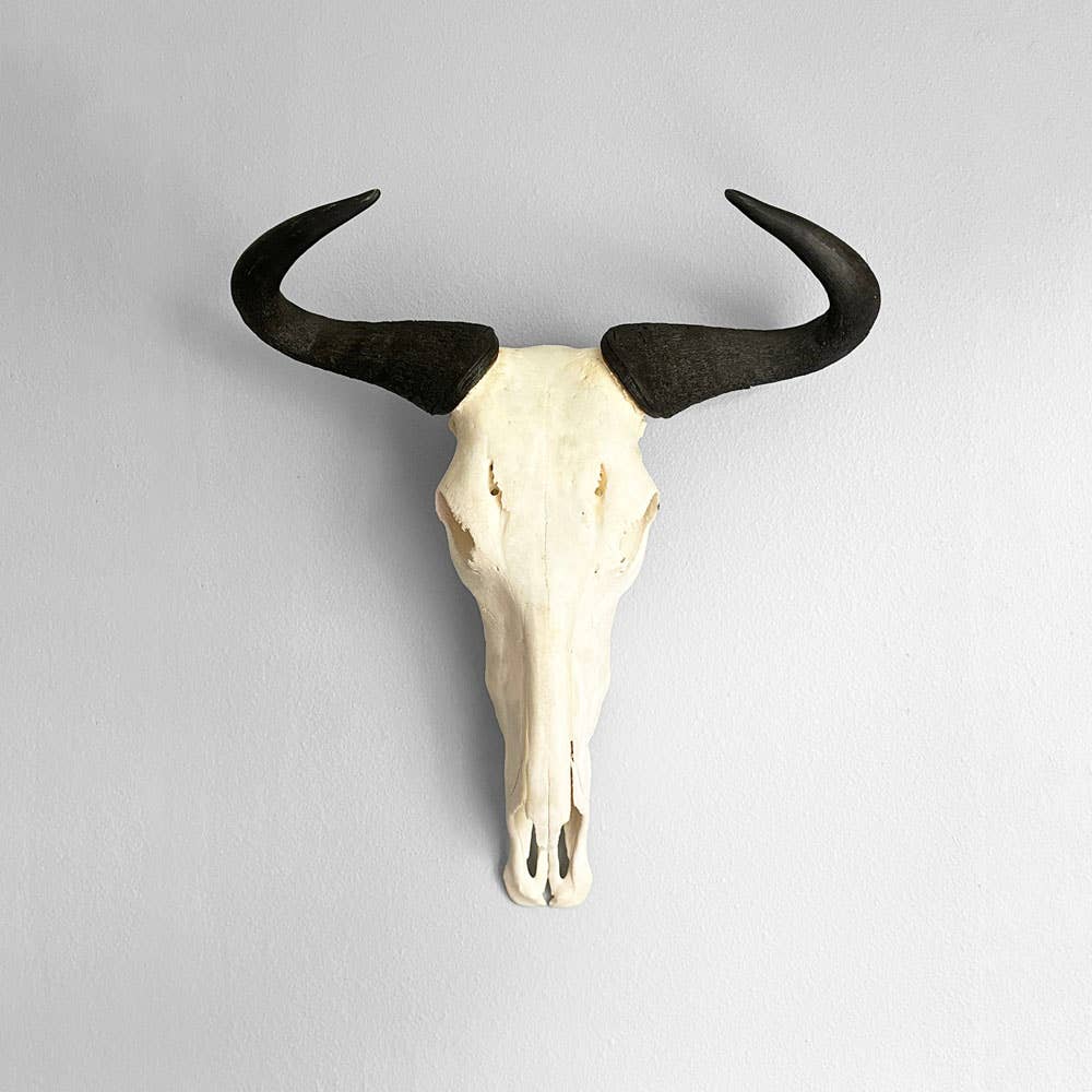 African Natural Wildebeest Horn - Full Skull