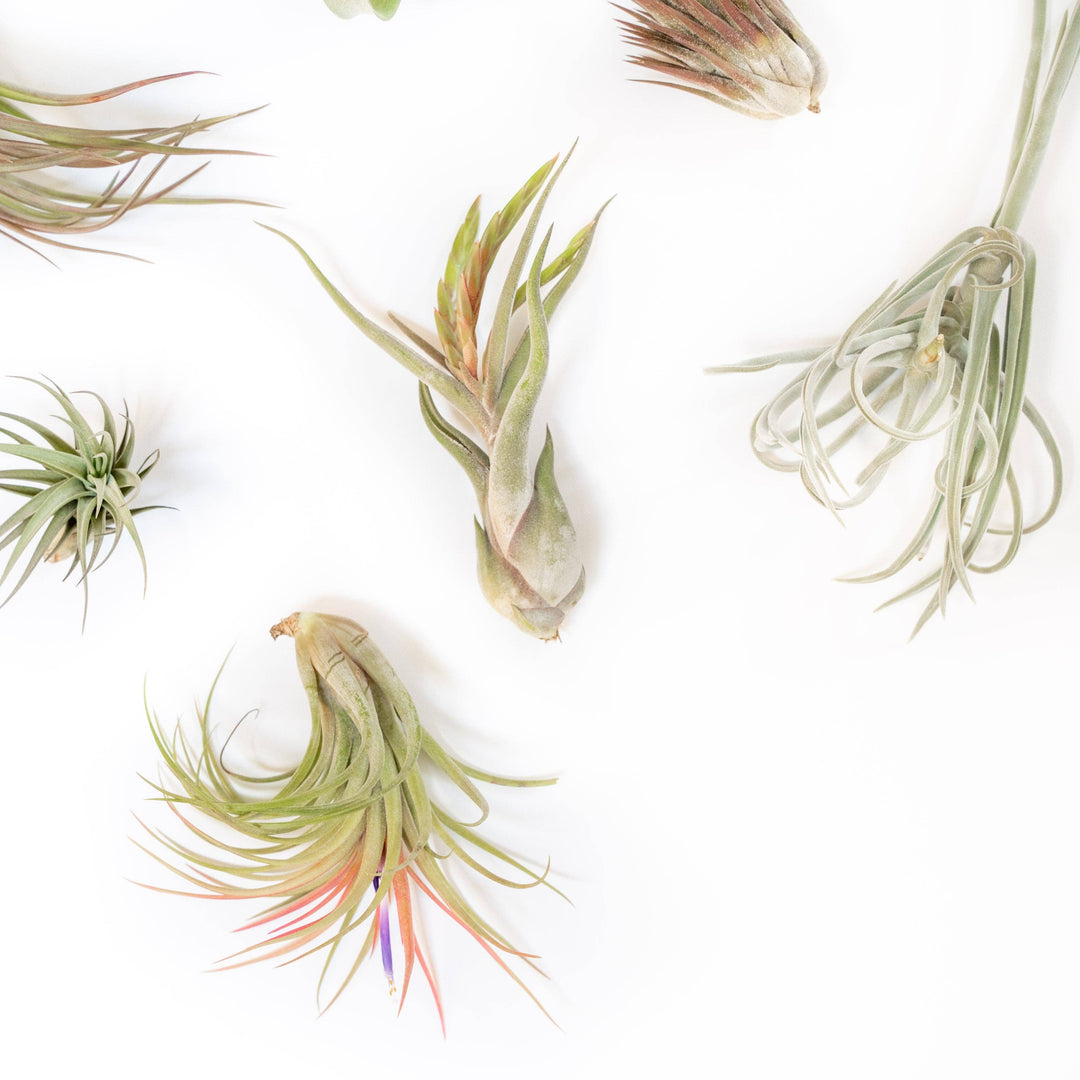 Premium Medium Air Plants