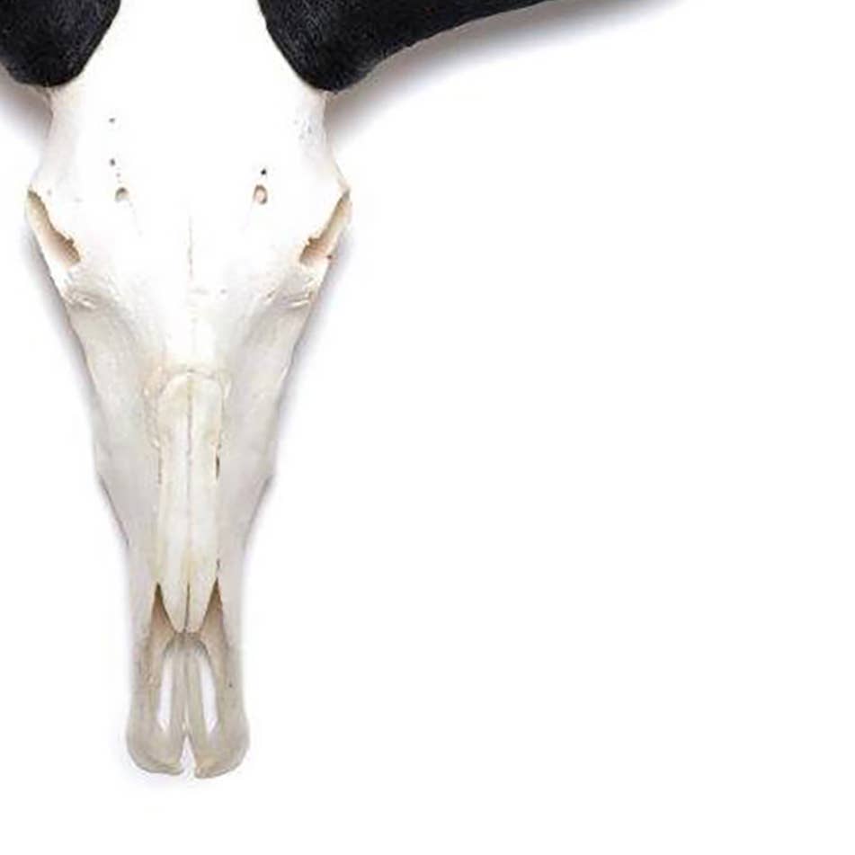 African Natural Wildebeest Horn - Full Skull