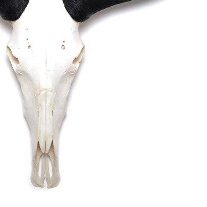 African Natural Wildebeest Horn - Full Skull