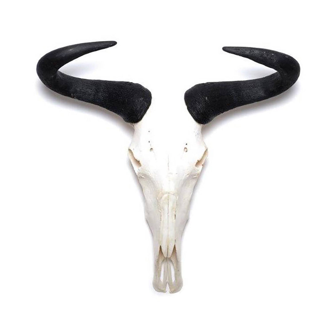 African Natural Wildebeest Horn - Full Skull