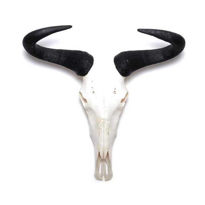 African Natural Wildebeest Horn - Full Skull