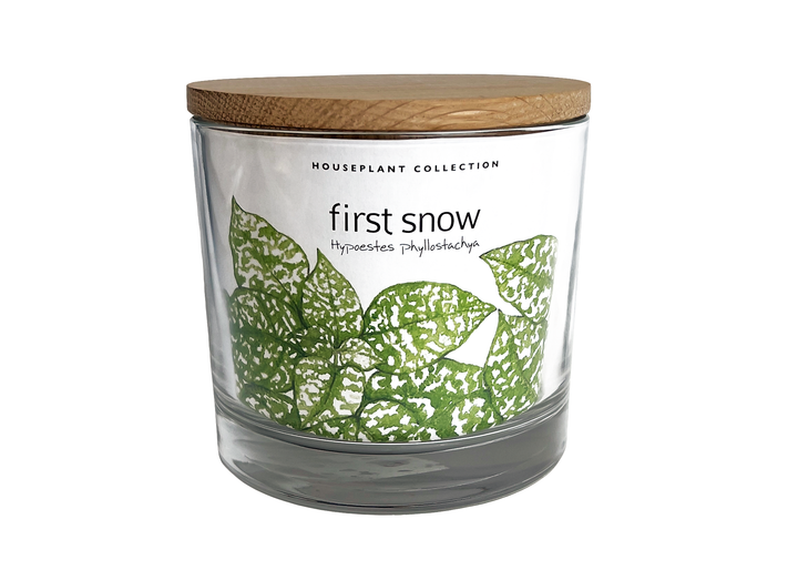 Houseplant Collection | First Snow | Polka Dot Plant