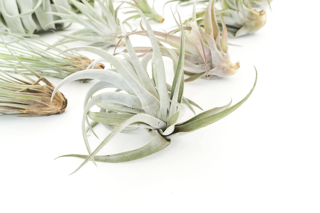 Jumbo Tillandsia Air Plant Assortment