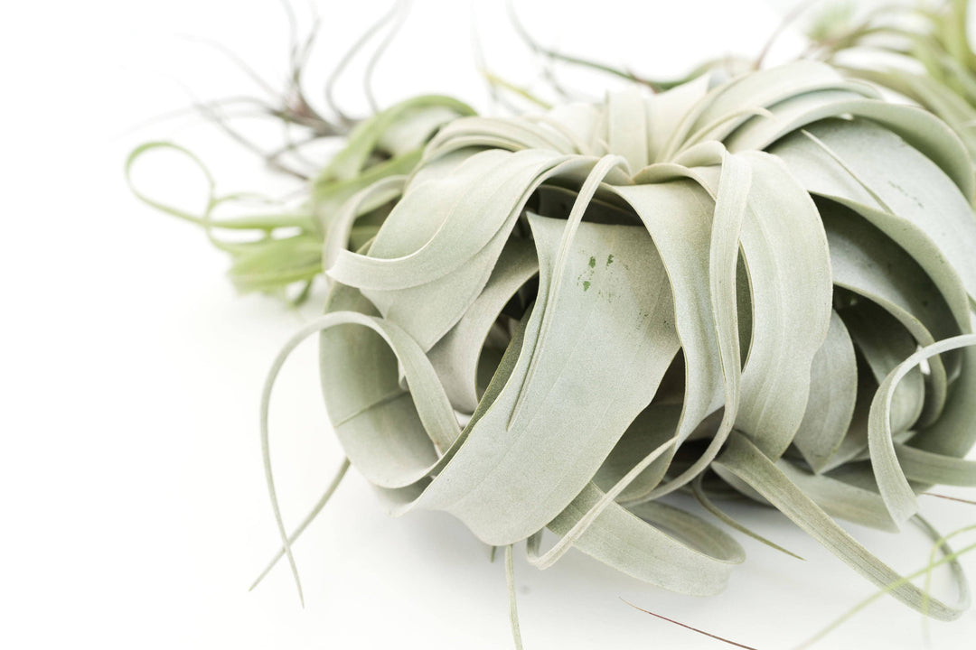 Jumbo Tillandsia Air Plant Assortment