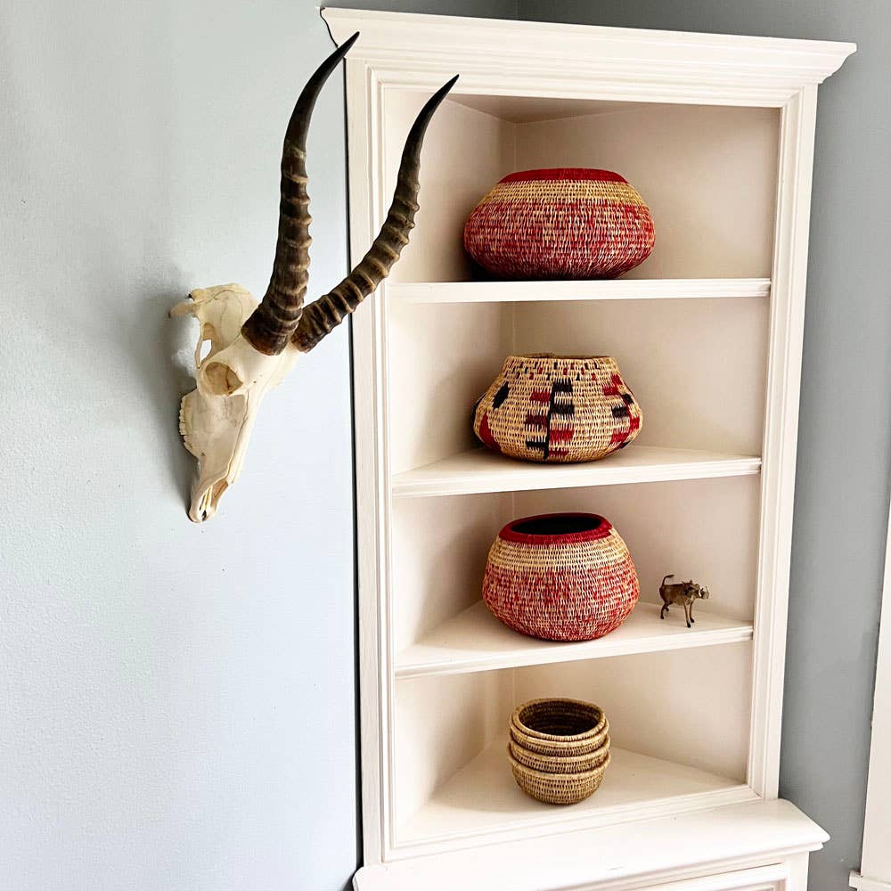 African Blesbok Horn - Full Skull