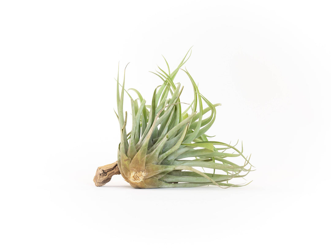 Tillandsia Capitata Salmon Air Plants: Regular