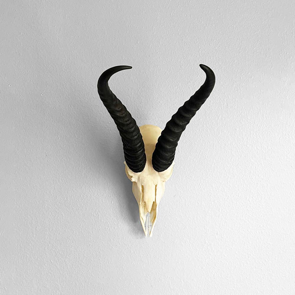 African Springbok Horn - Full Skull