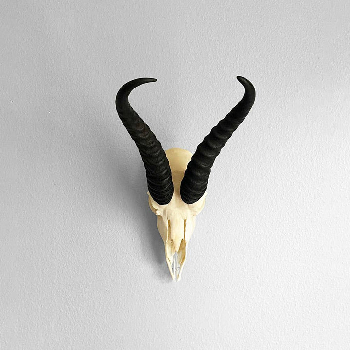 African Springbok Horn - Full Skull