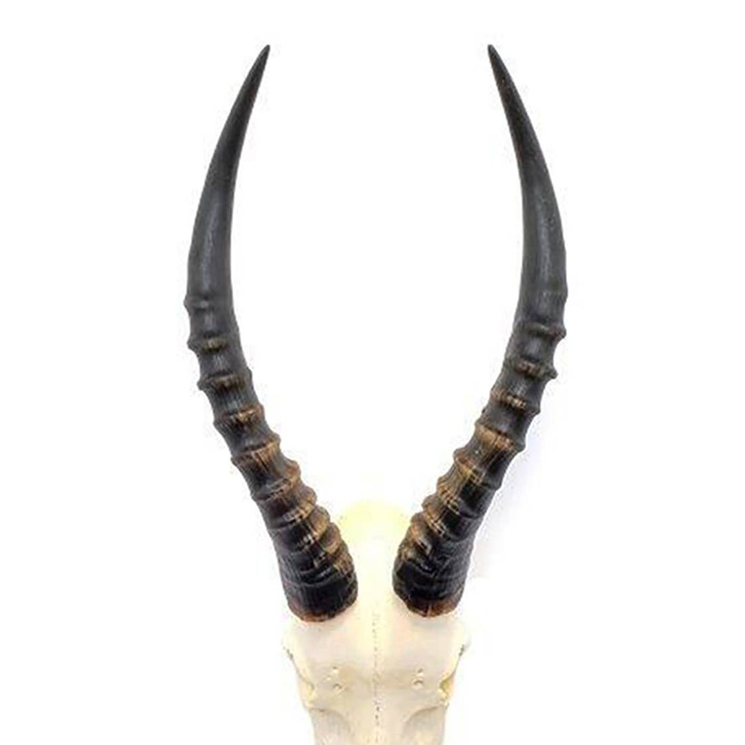 African Blesbok Horn - Full Skull