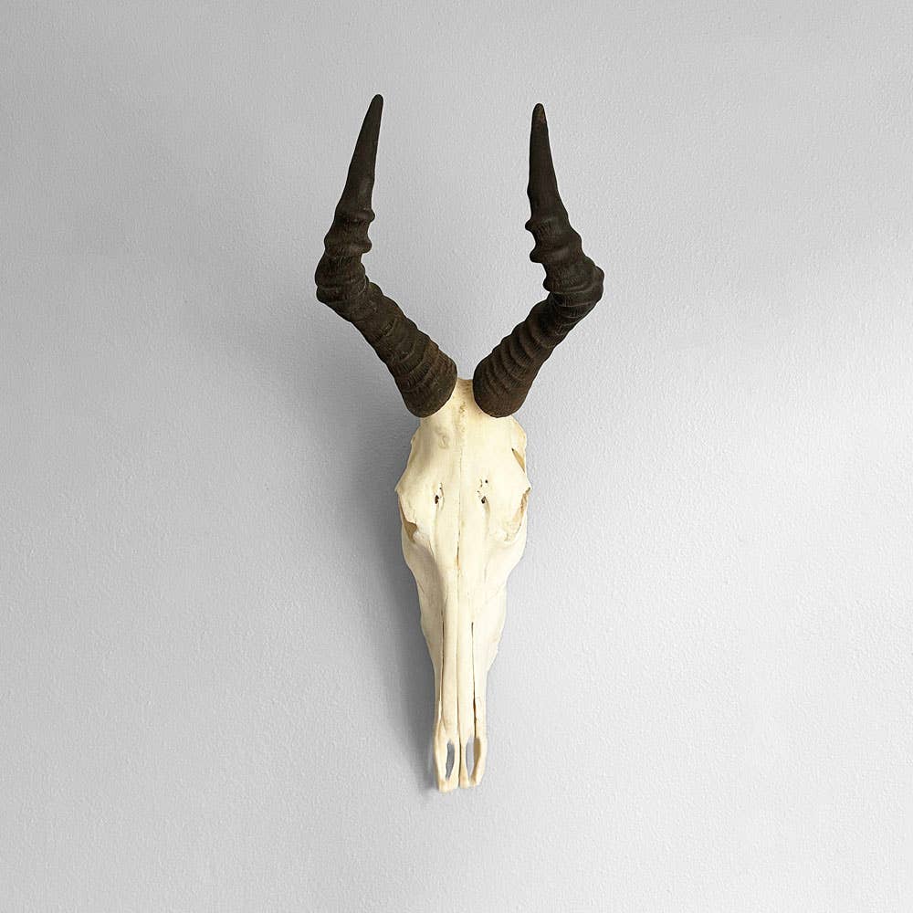 African Hartebeest Horn - Full Skull