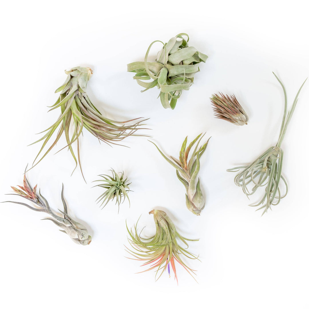 Premium Medium Air Plants