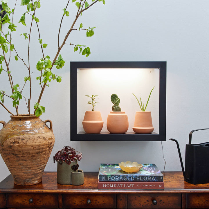 Terracotta Grow Kits: Cactus