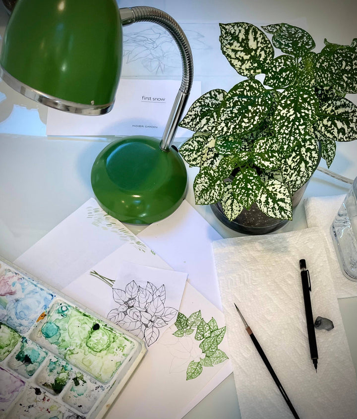 Houseplant Collection | First Snow | Polka Dot Plant