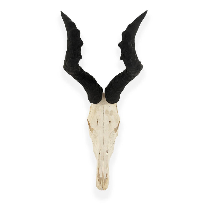 African Hartebeest Horn - Full Skull