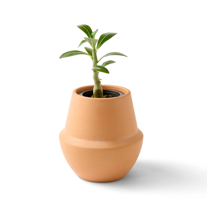 Terracotta Grow Kits: Cactus