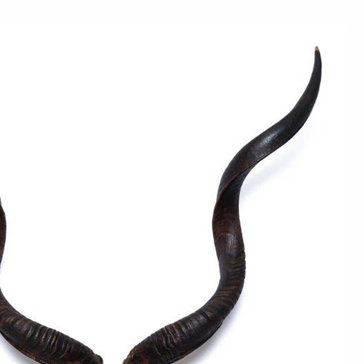 African Natural Kudu Horn - Full Skull